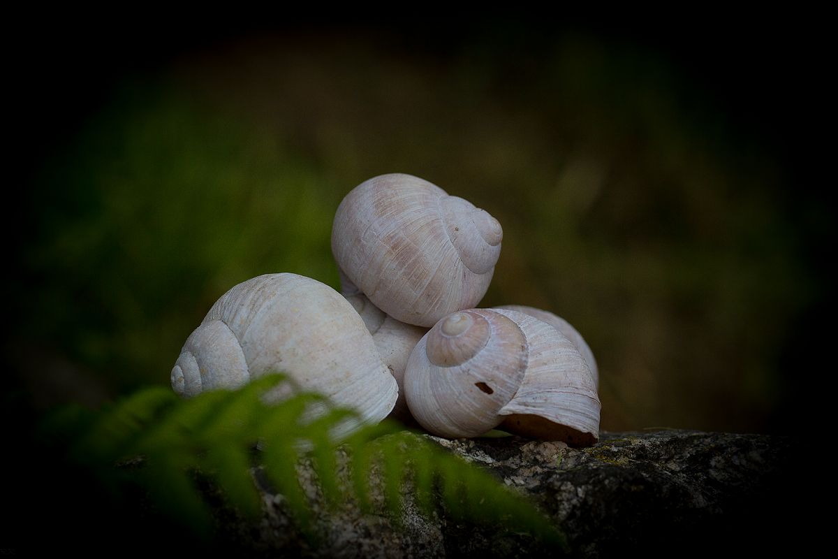 in meinem garten