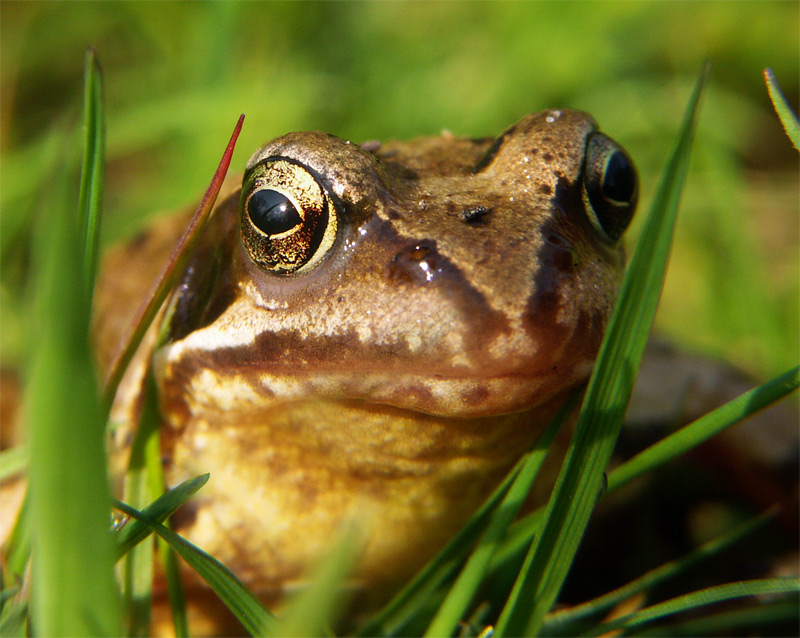 in meinem Garten....