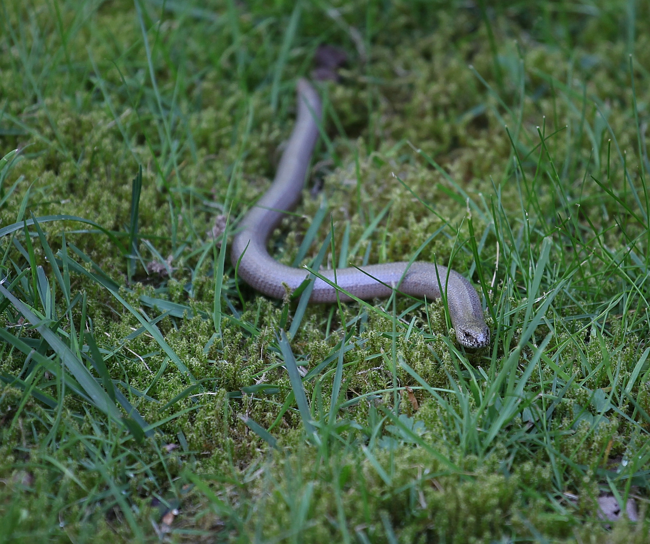 In meinem Garten