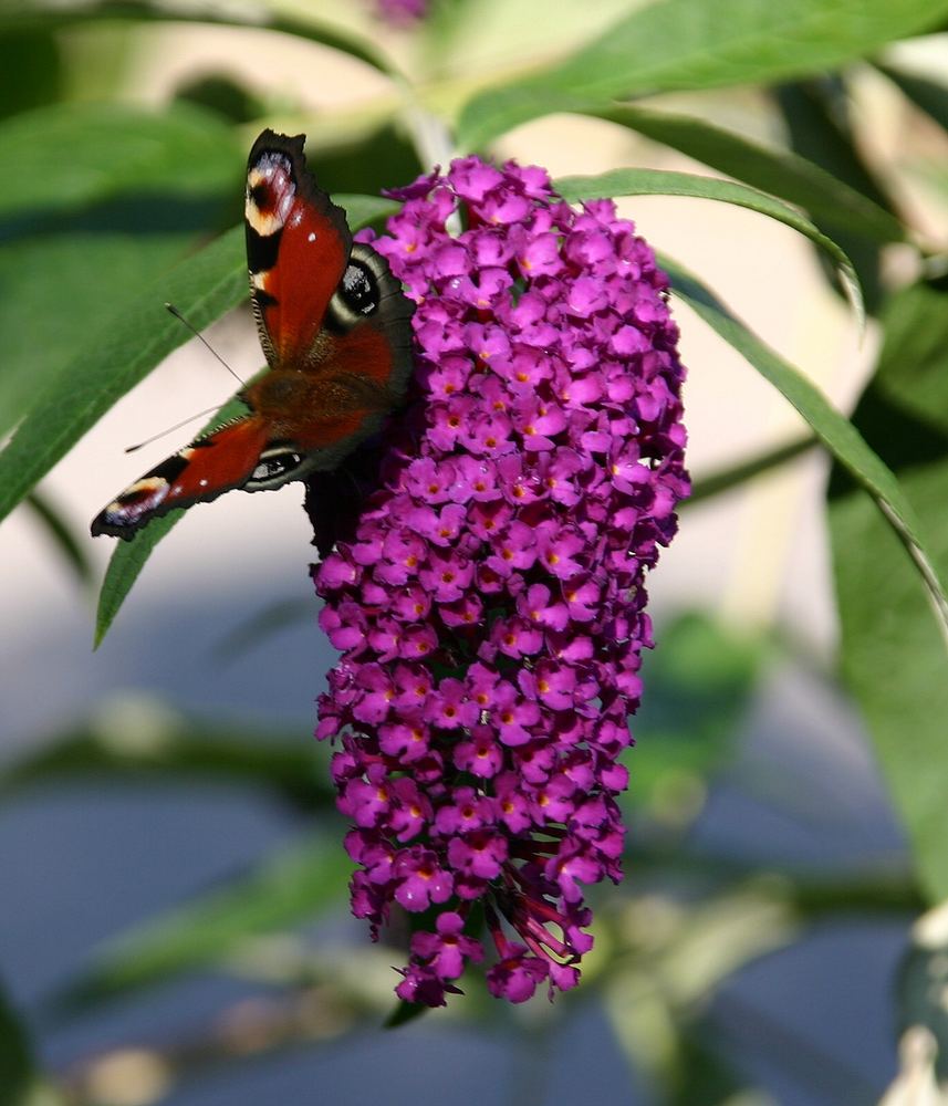 In meinem Garten