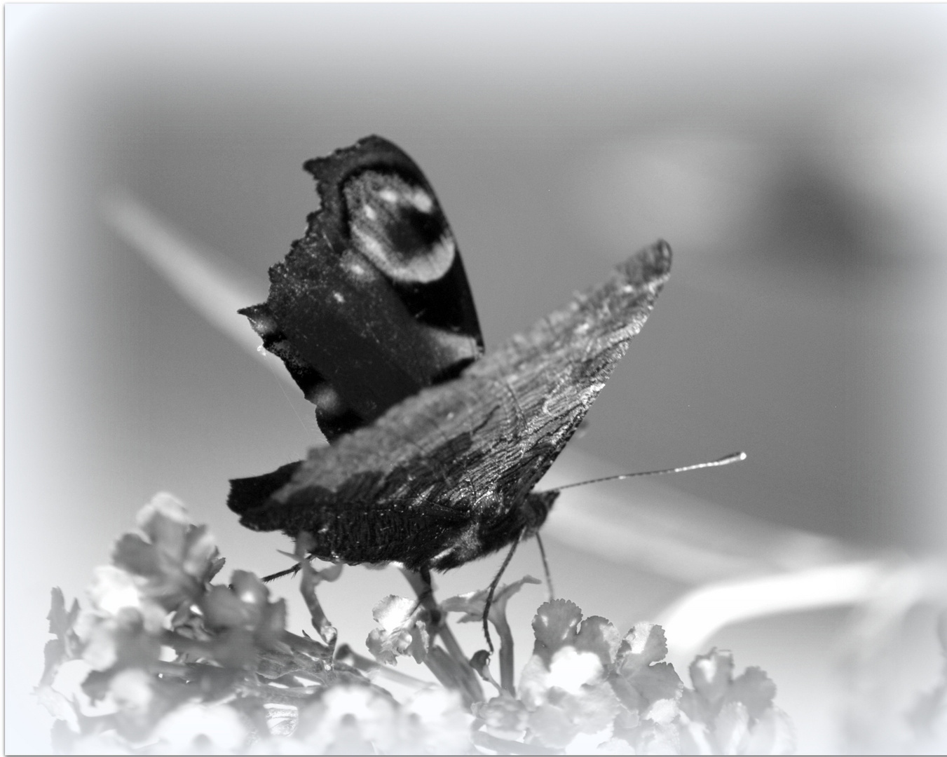 In meinem Garten