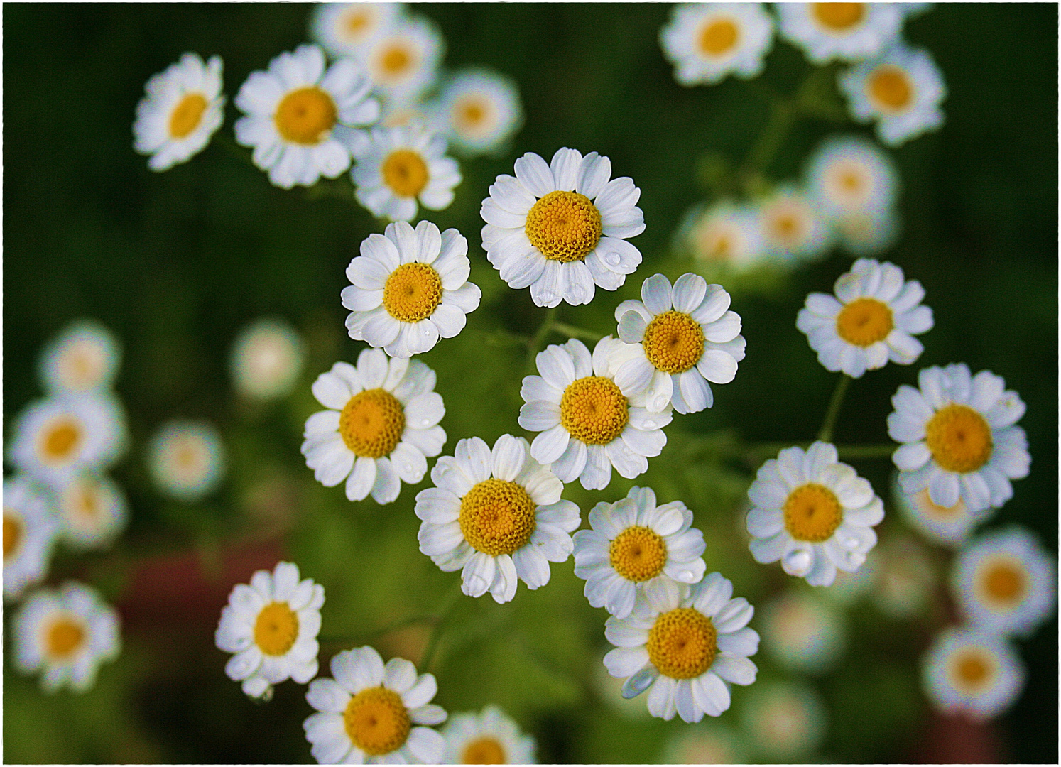 in meinem Garten blüht das Mutterkraut