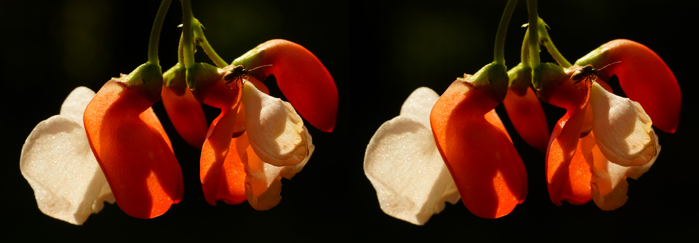 in meinem Garten blüht und gedeiht alles (3D-X-View)