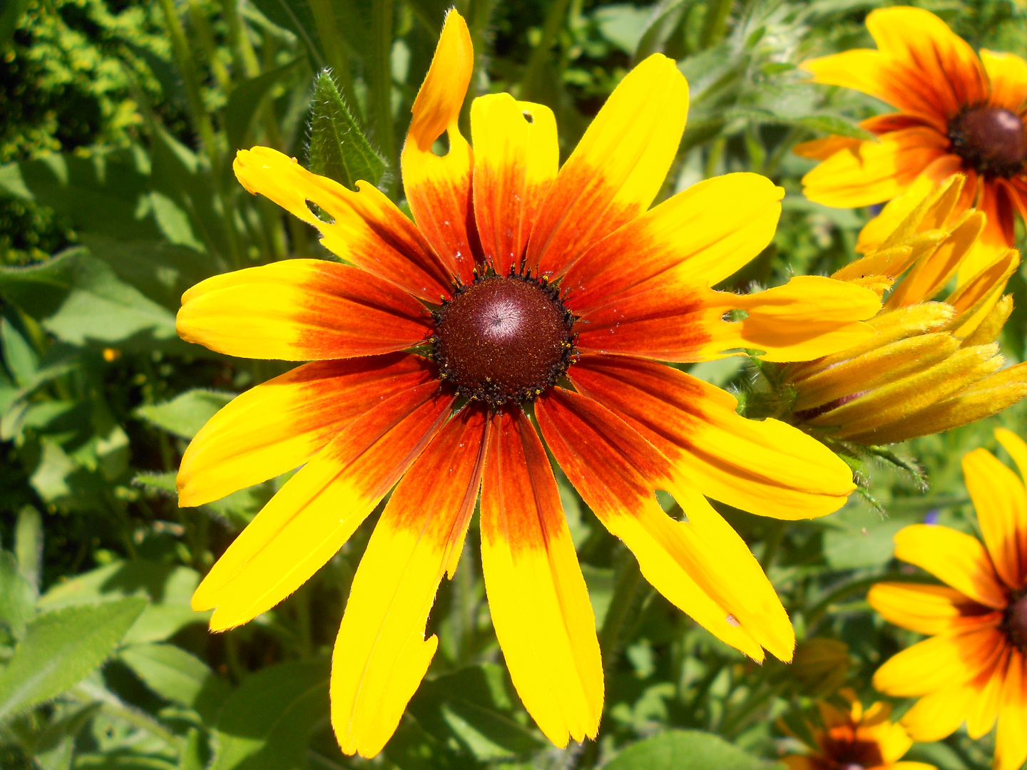 In meinem Garten