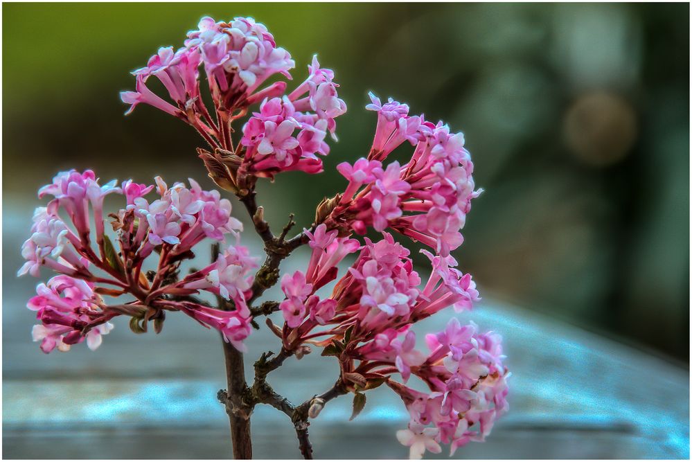 in meinem Garten.