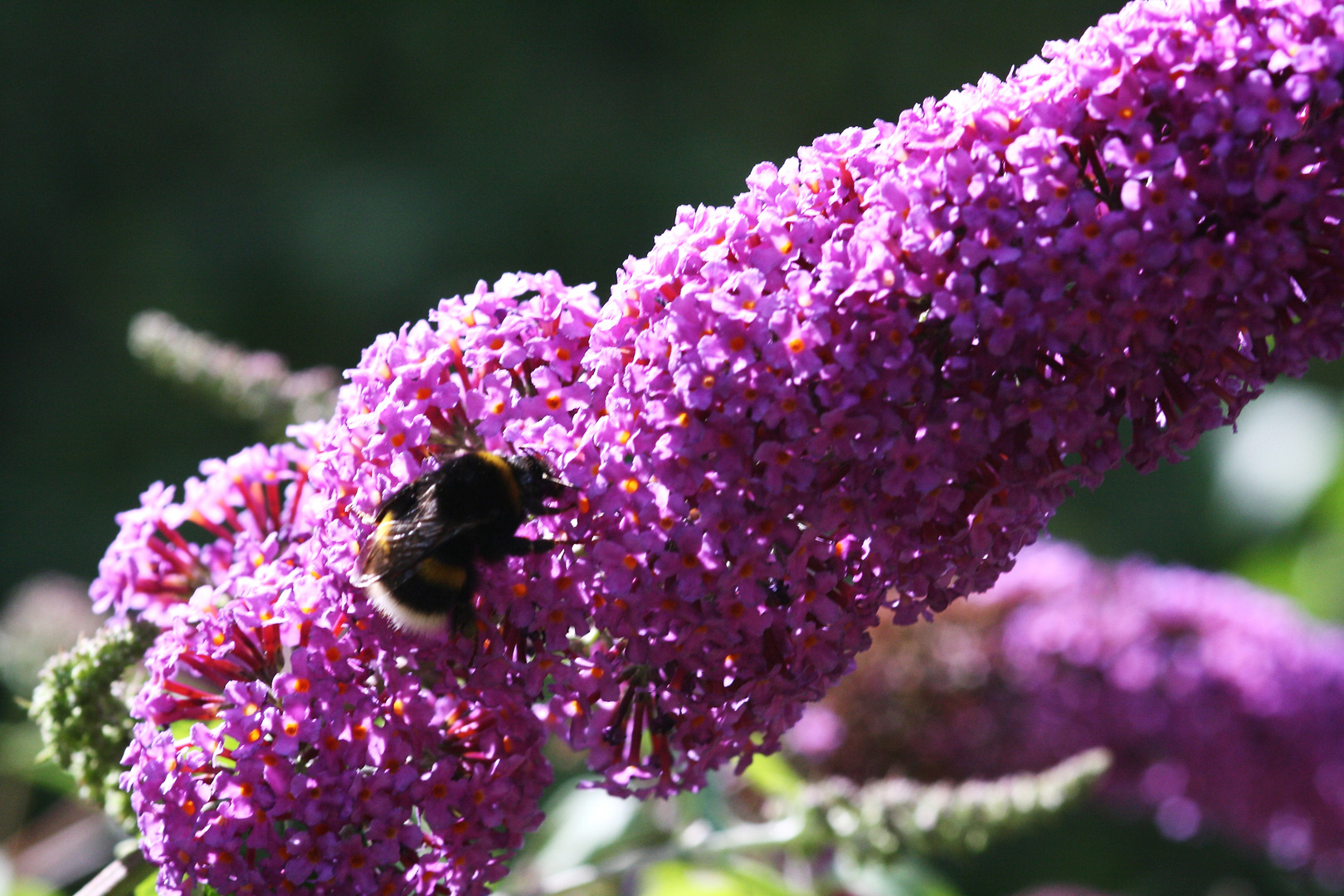 in meinem Garten