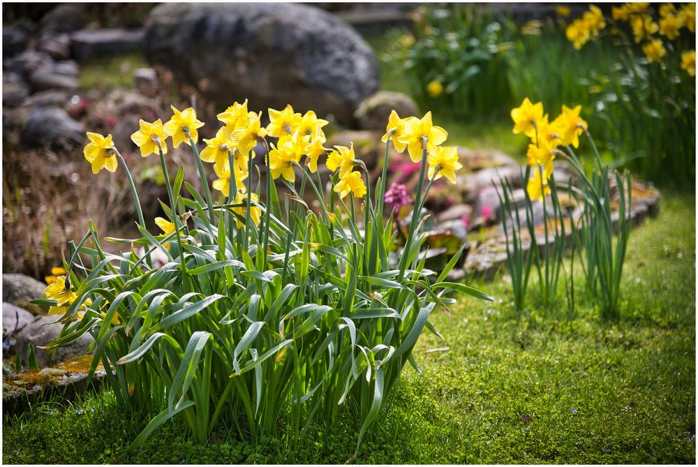 In meinem Garten