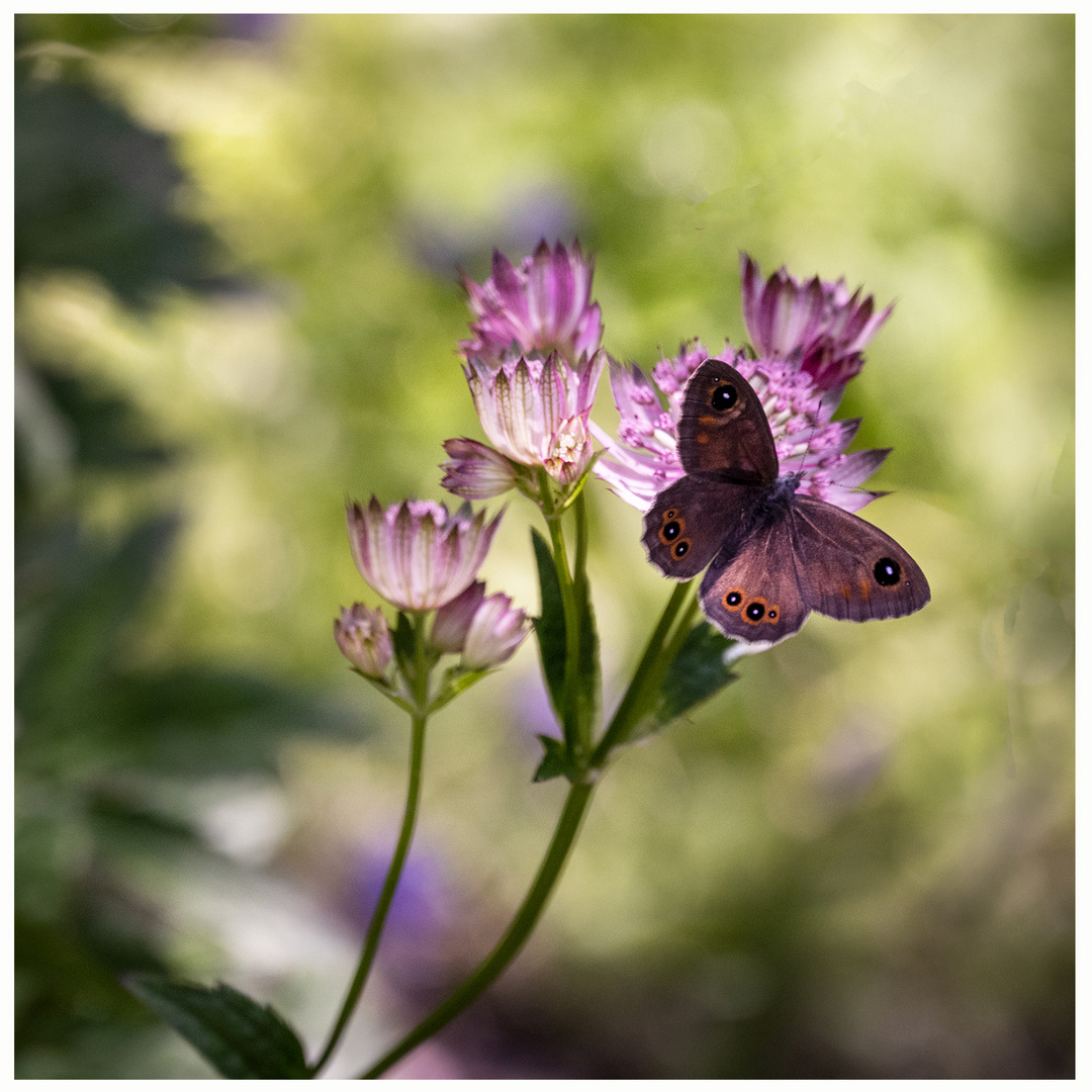 in meinem Garten...