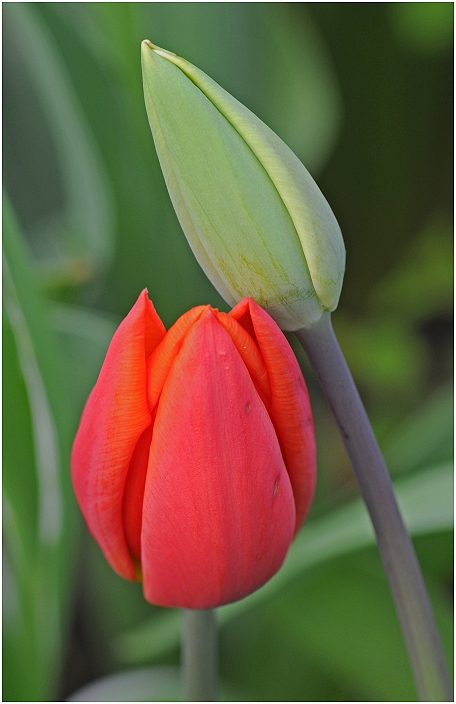 In meinem Garten