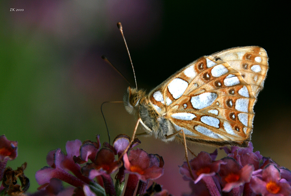 In meinem Garten