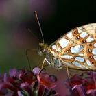 In meinem Garten