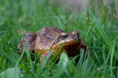 in meinem garten