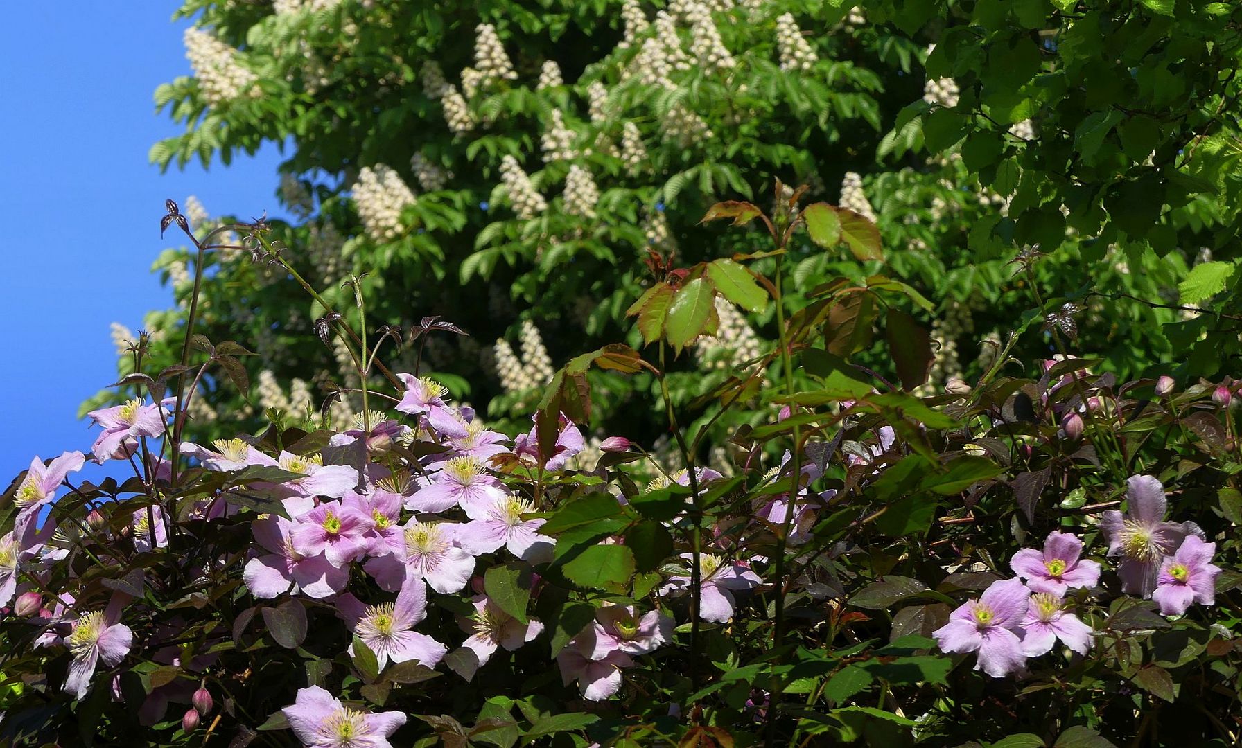 in meinem Garten