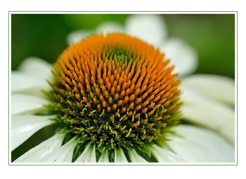 in meinem Garten