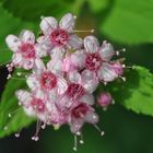 in meinem Garten II