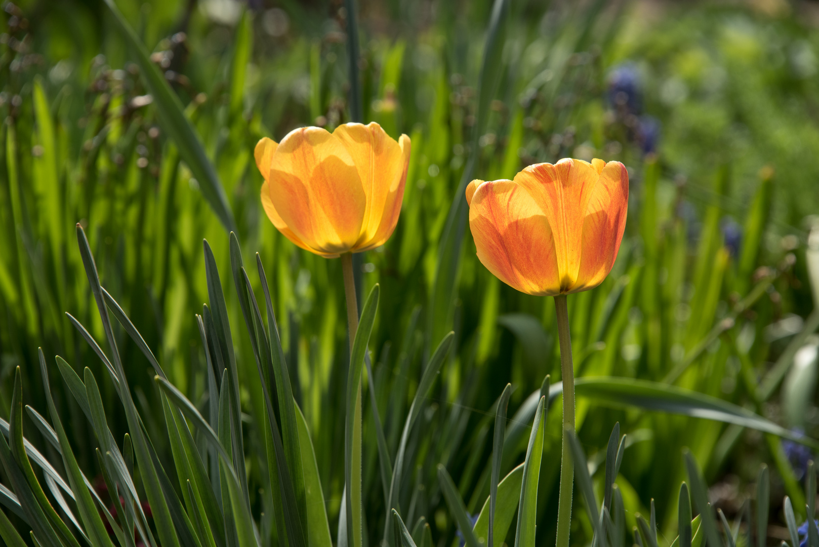 In meinem Garten III