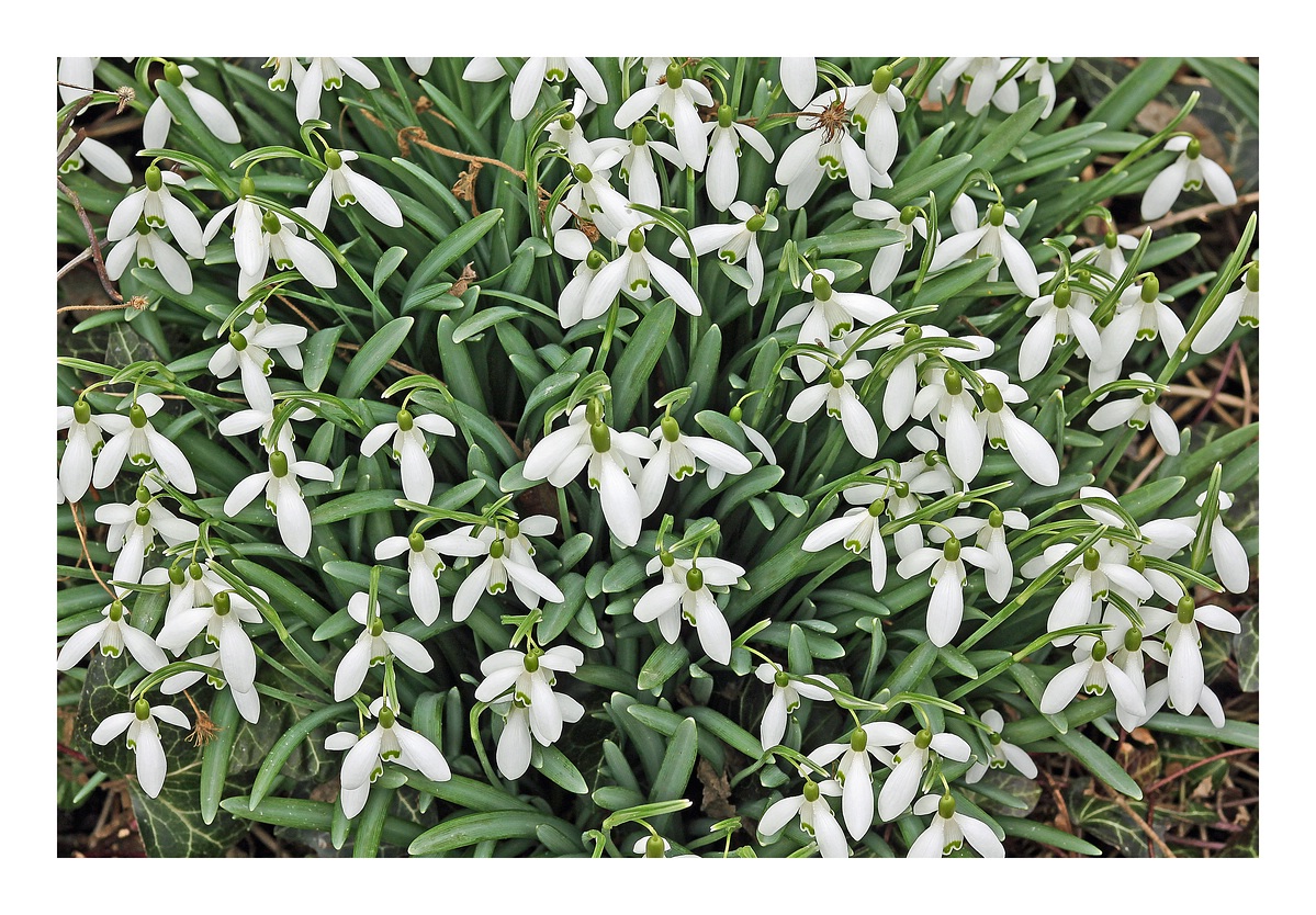 In meinem Garten. In 3 Wochen ist Frühlingsanfang