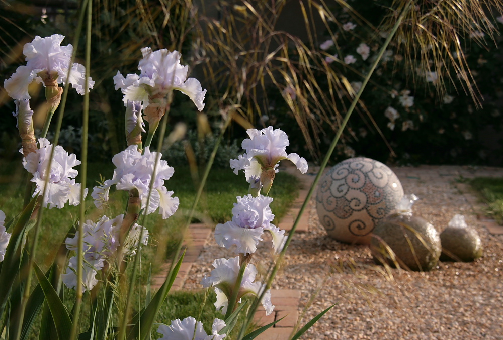 In meinem Garten - Iris