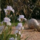 In meinem Garten - Iris