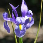 in meinem garten ist die iris