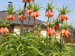 In meinem Garten Kaiserkronen