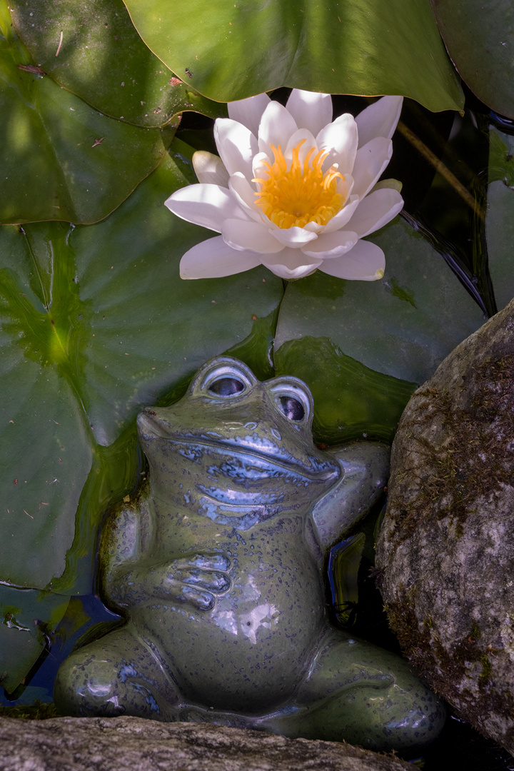 in meinem Garten...6