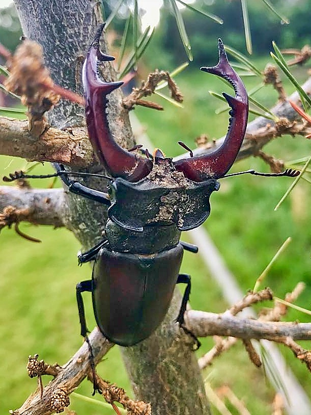 In meinem GartenI