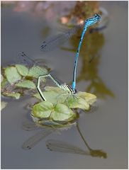 in meinem Gartenteich-4