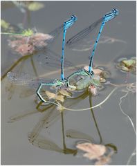 in meinem Gartenteich-7