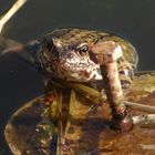 In meinem Gartenteich