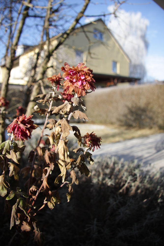 In meinem grauen Garten