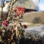 In meinem grauen Garten