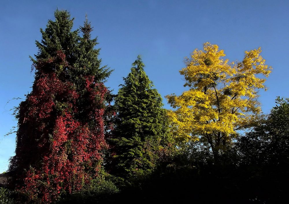 In meinem Herbstgarten ...