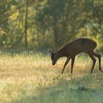 ~ in meinem kleinen Habitat ~