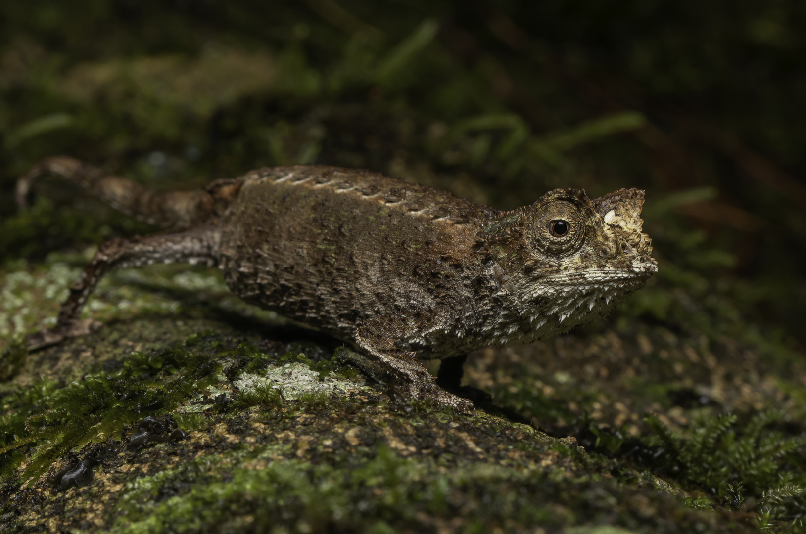 In meinem Lieblings-Regenwald...