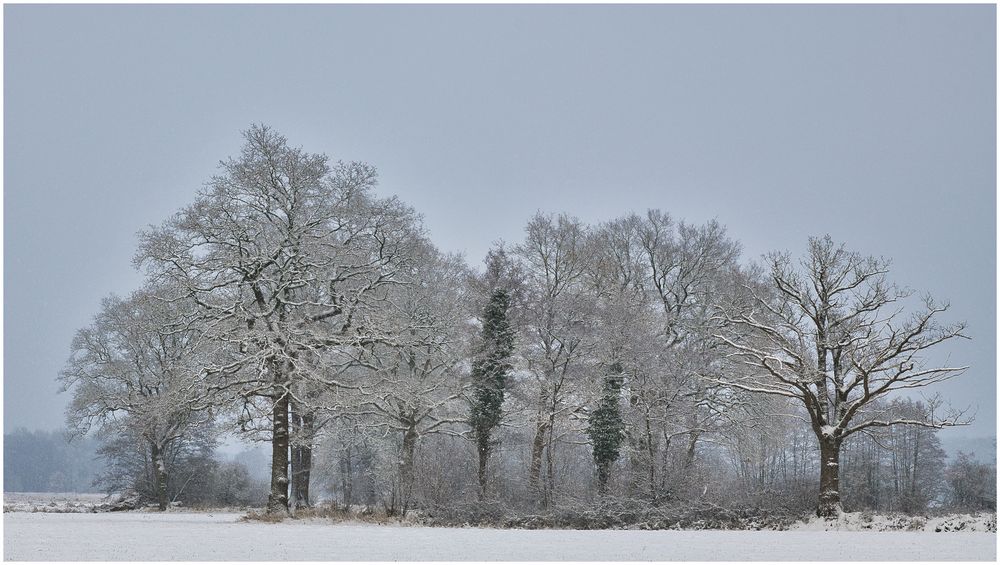 in meinem Moor