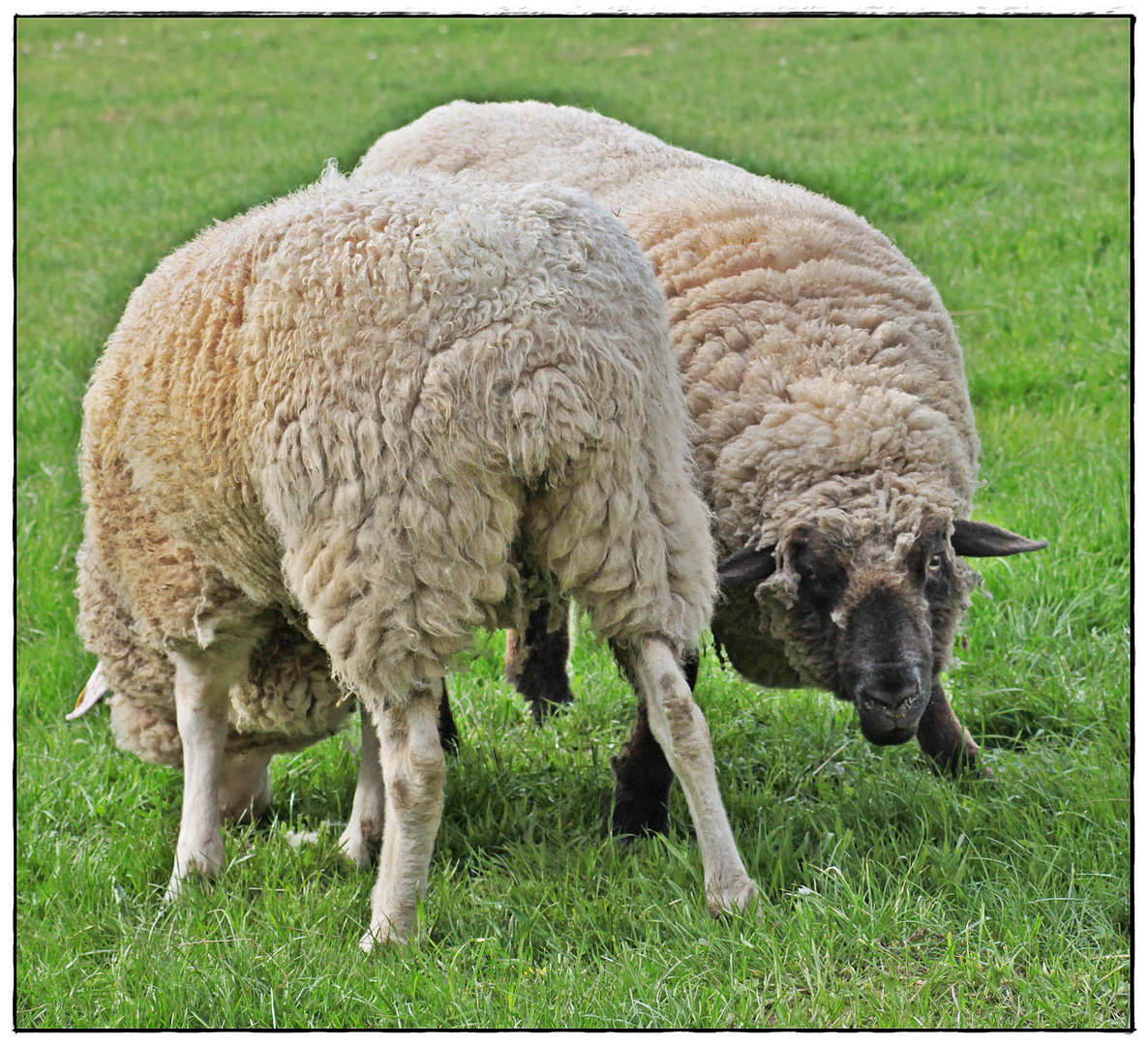 " In meinem nächsten Leben werde ich STIER, dann....!"