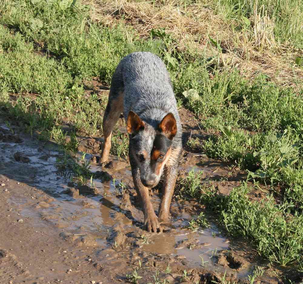 in meinem nächsten Leben werde ich Waschbär