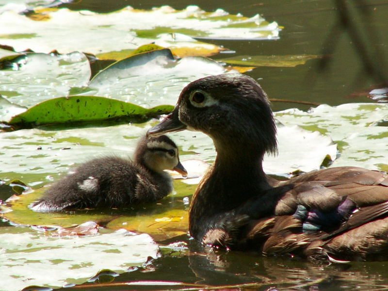 In meinem Teich