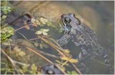 in meinem Teich