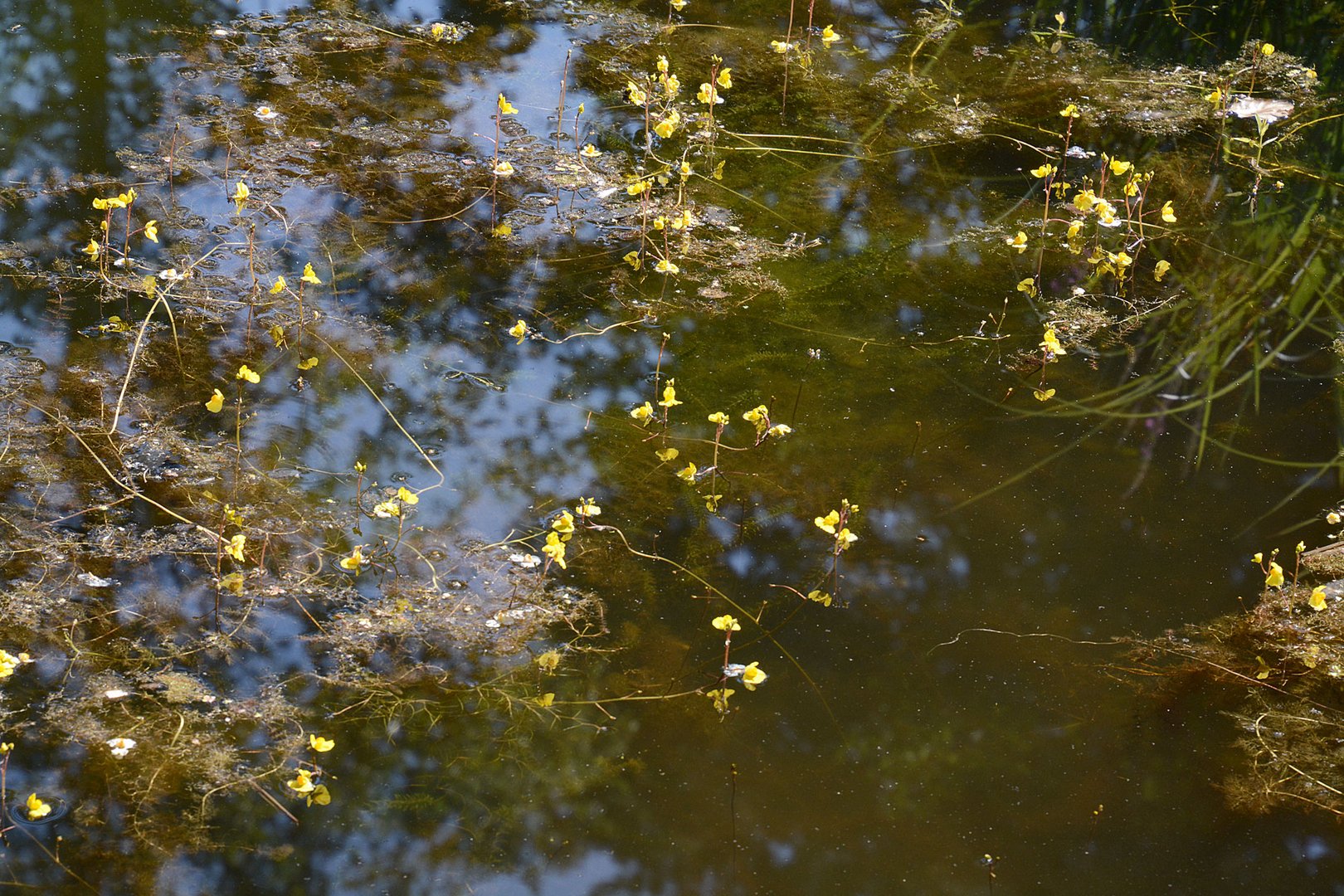 In meinem Teich blüht der Wasserschlauch