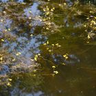In meinem Teich blüht der Wasserschlauch
