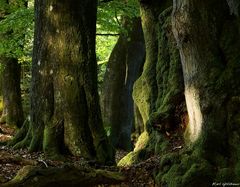 In "meinem" Urwald