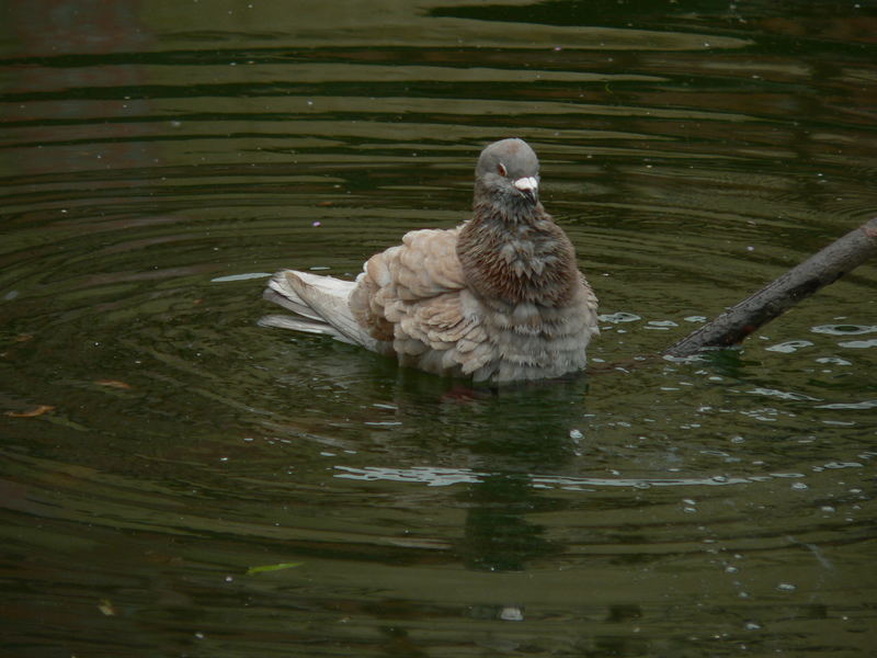 In meinem vorigen Leben war ich eine Ente....