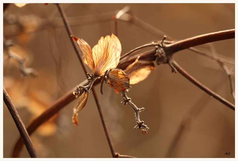 In meinen Farben