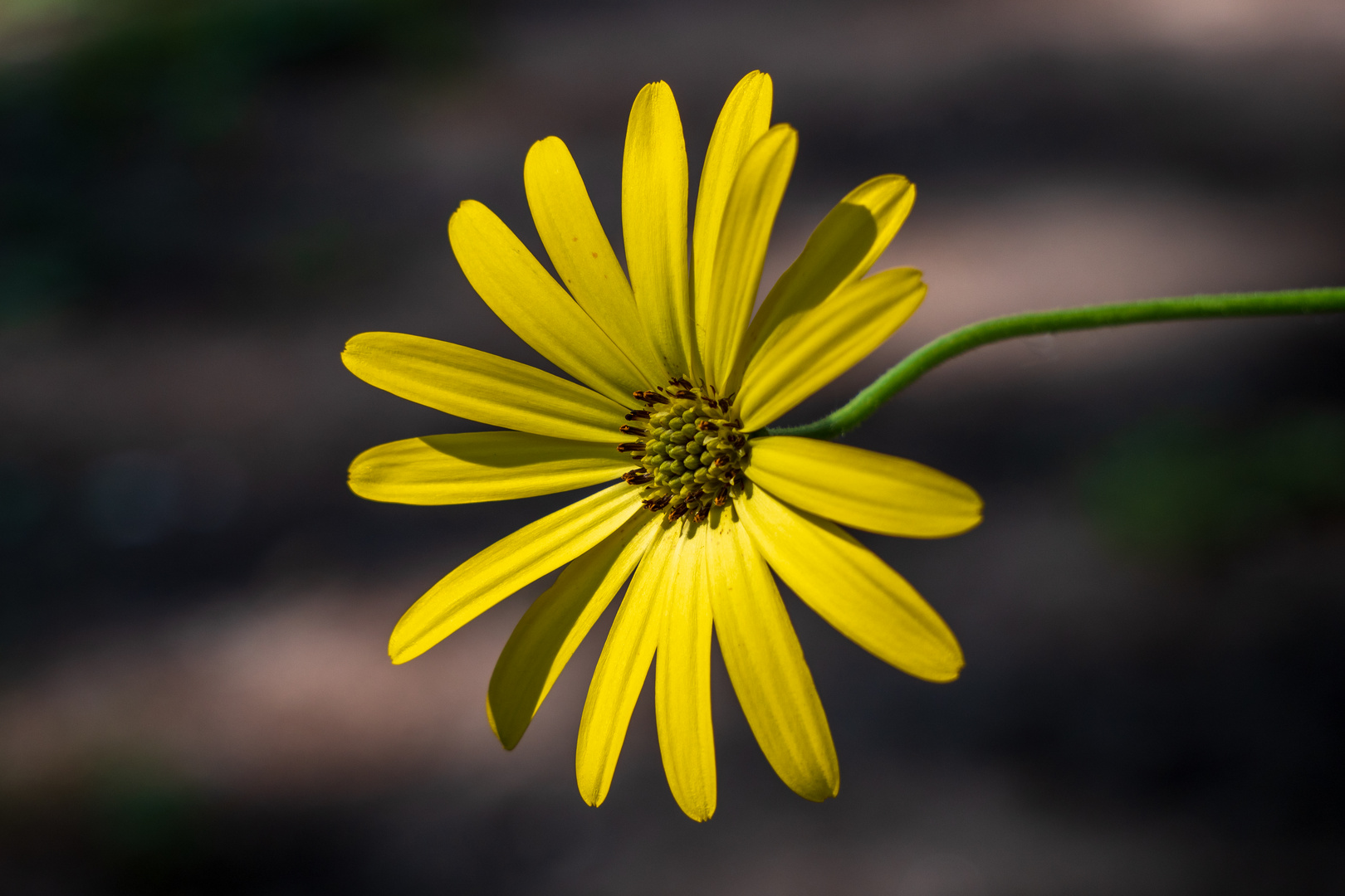 In meinen Garten 