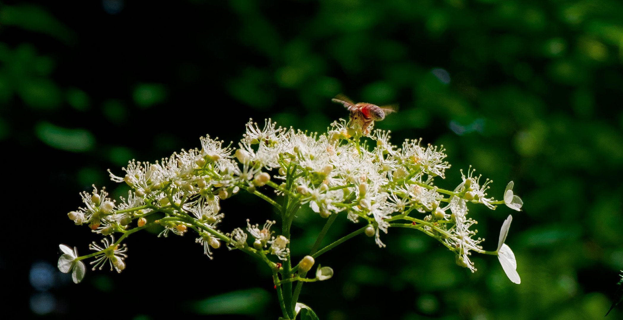 In meinen Garten