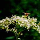 In meinen Garten