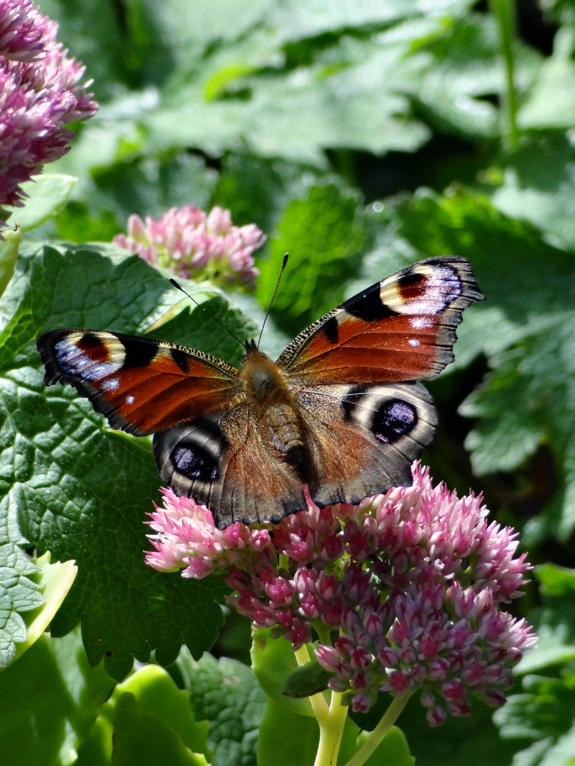 In meinen Garten....