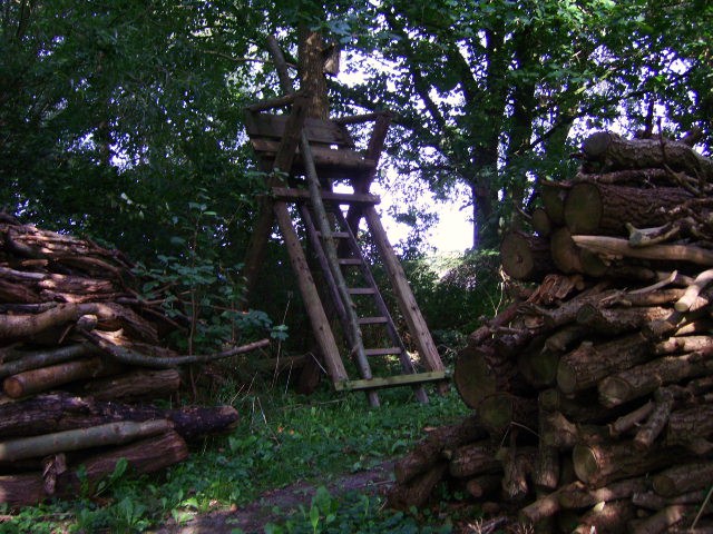 In meinen Garten